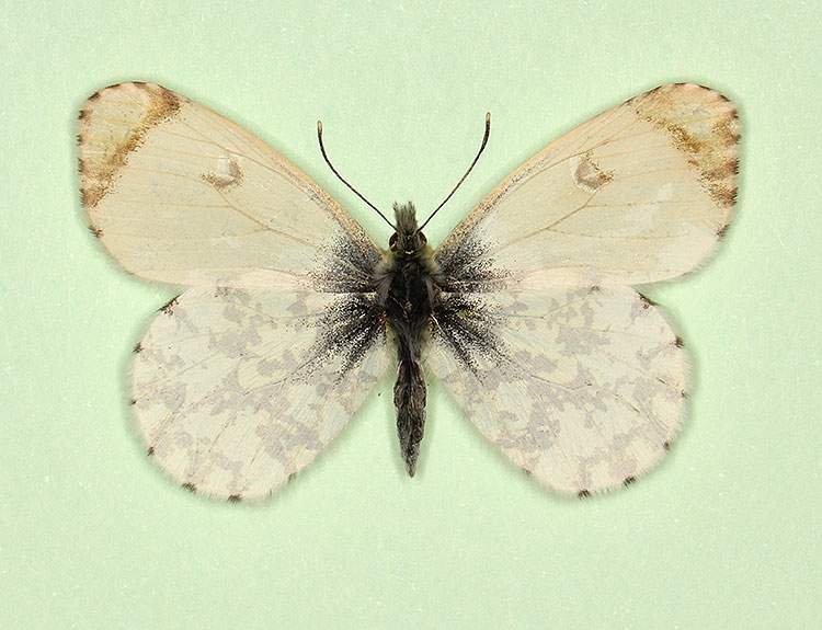 Anthocharis cardamines female (aberrant form nov 3) (Internet Image property of respective owner, non-commercial use only)